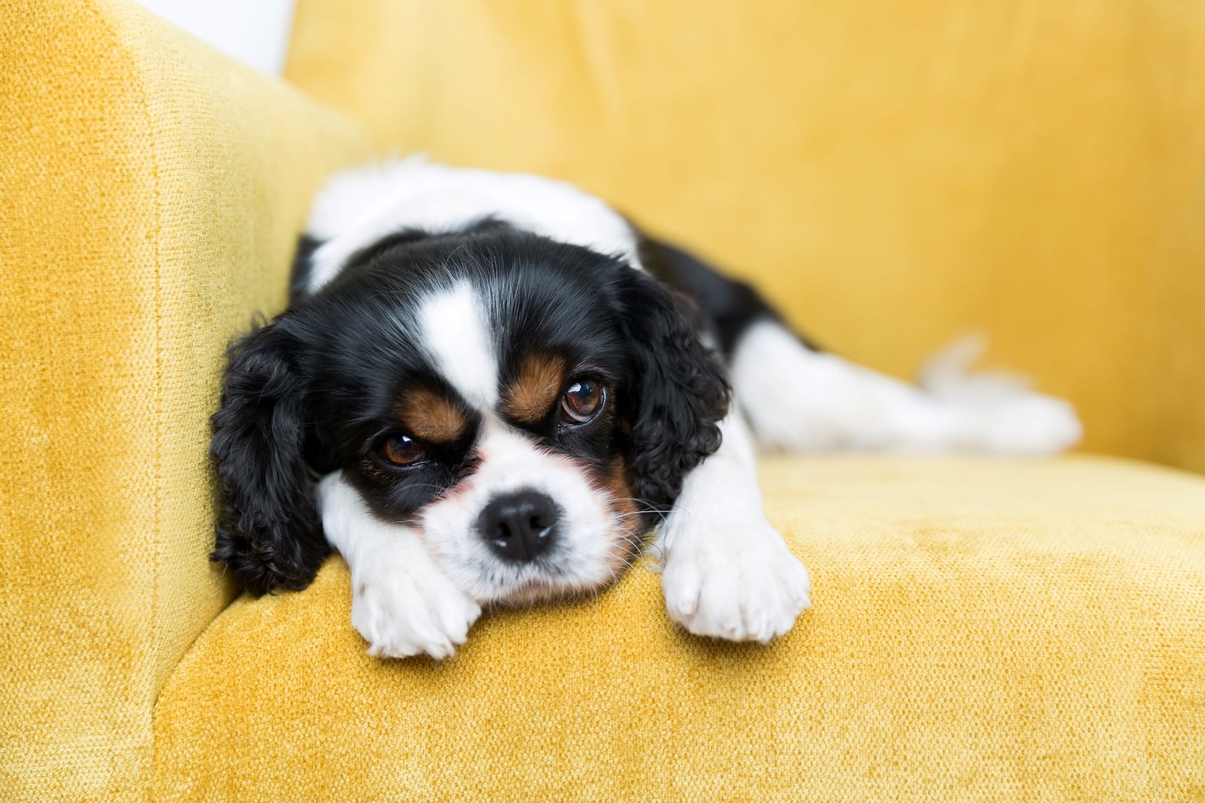 Upholstery Cleaning
